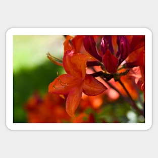 Orange Rhododendron Sticker